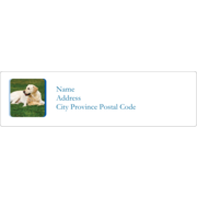 Animals Pet Care Design