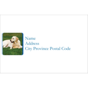 Animals Pet Care Design