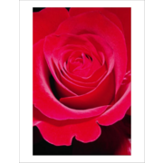 Red Rose