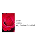 Red Rose