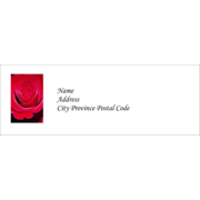 Red Rose