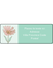 Marguerite et œillet roses
